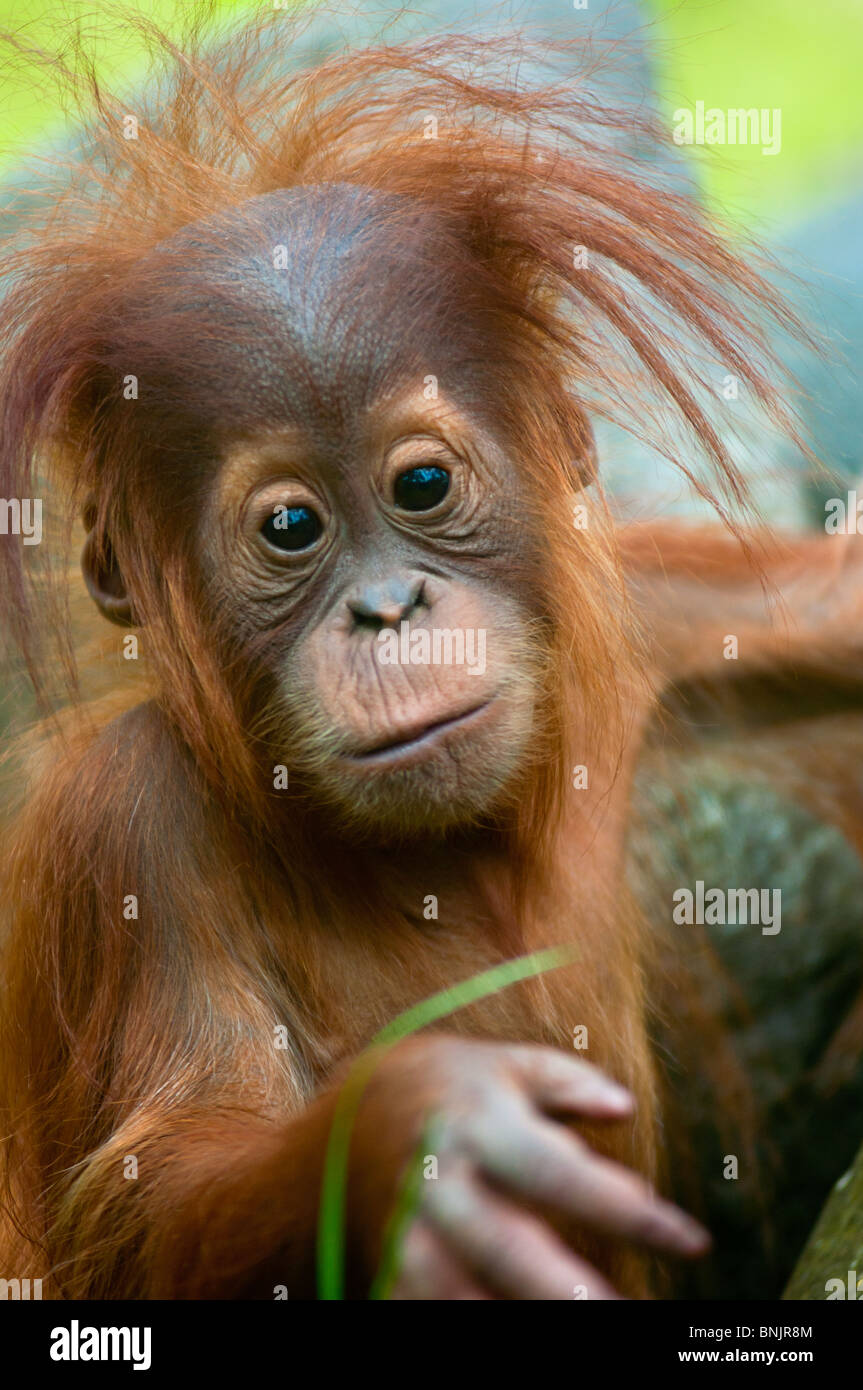 Carino baby Orangutan (Pongo pygmaeus) il contatto visivo. Foto Stock