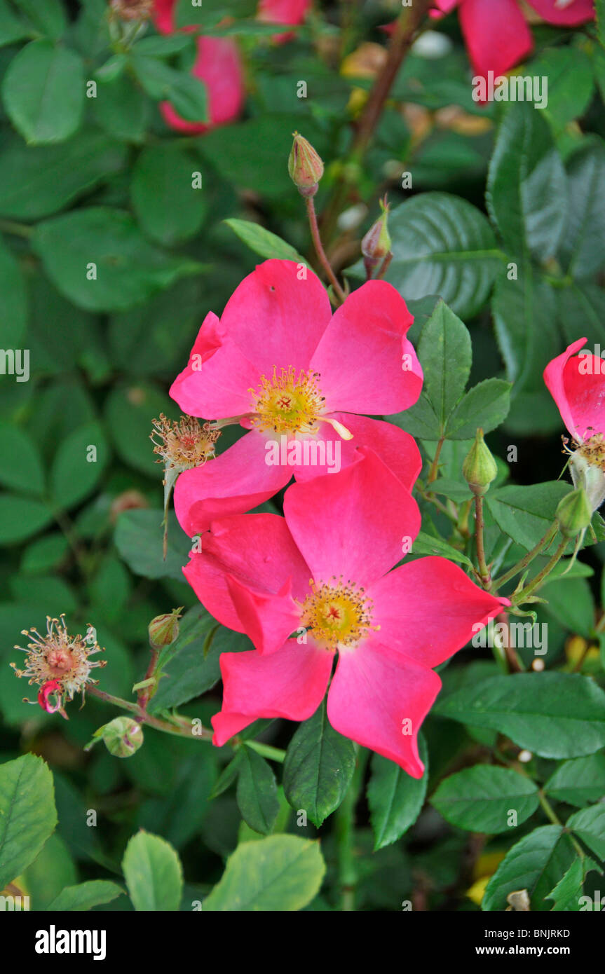 Rose of picardy immagini e fotografie stock ad alta risoluzione - Alamy