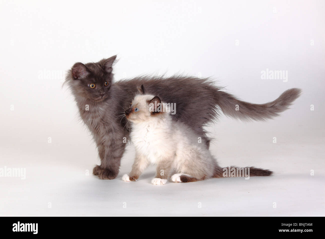 Neva Masquarade, gattino, 8 settimane, e foresta siberiana Cat, gattino, 3 mesi / Gatto Siberiano, Siberia, Neva Masquerade, laterale Foto Stock