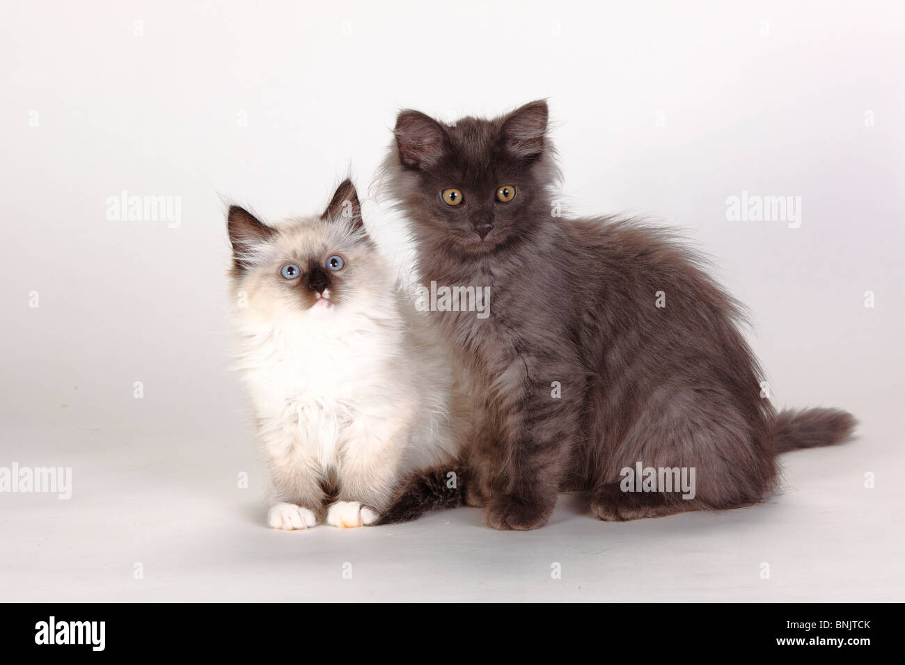 Neva Masquarade, gattino, 8 settimane, e foresta siberiana Cat, gattino, 3 mesi / Gatto Siberiano, Siberia, Neva Masquerade Foto Stock
