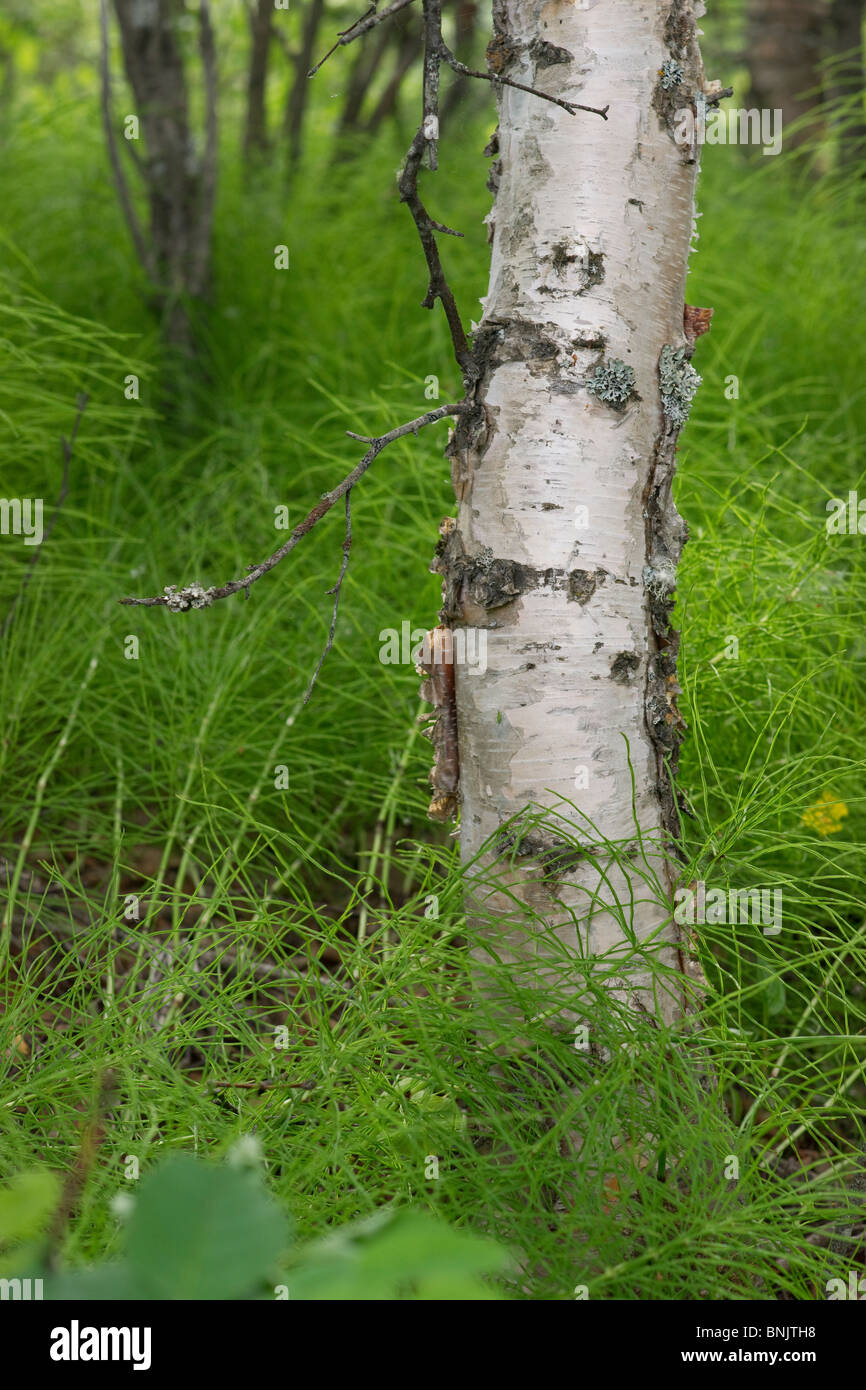 Una struttura ad albero e piante circostanti nella foresta Foto Stock