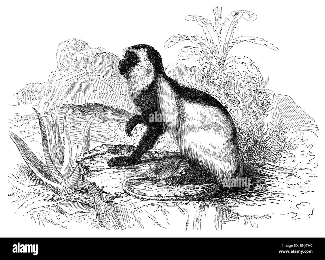 , Guereza Colobus guereza Foto Stock