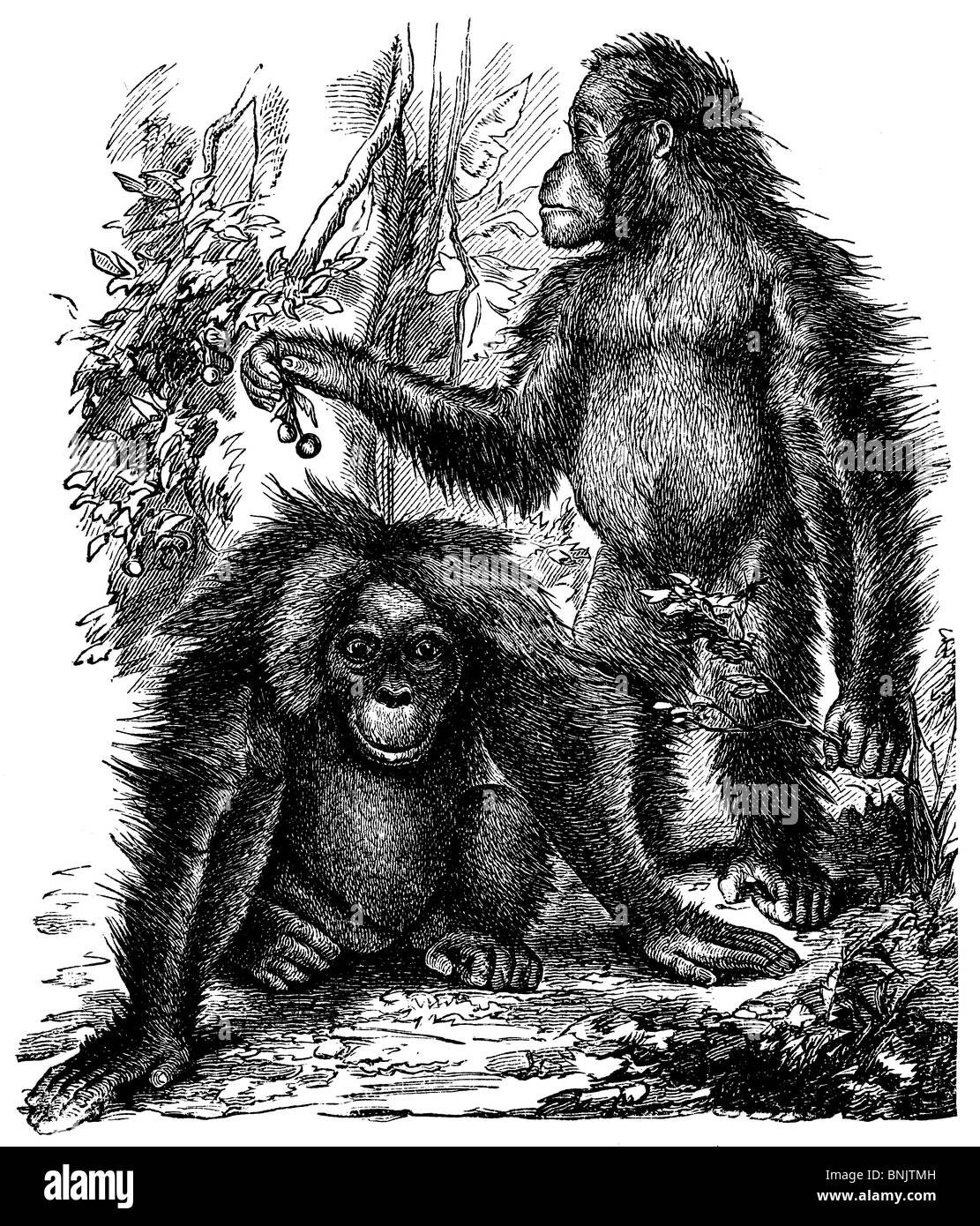 Coppia di Orang-Utans, pongo pygmaeus, maschio e femmina Foto Stock