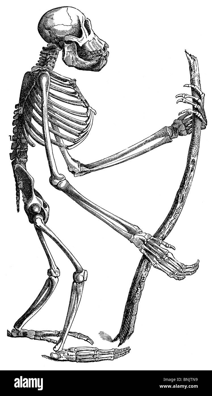 Orang-Utan, pongo pygmaeus, sceleton di un giovane animale Foto Stock