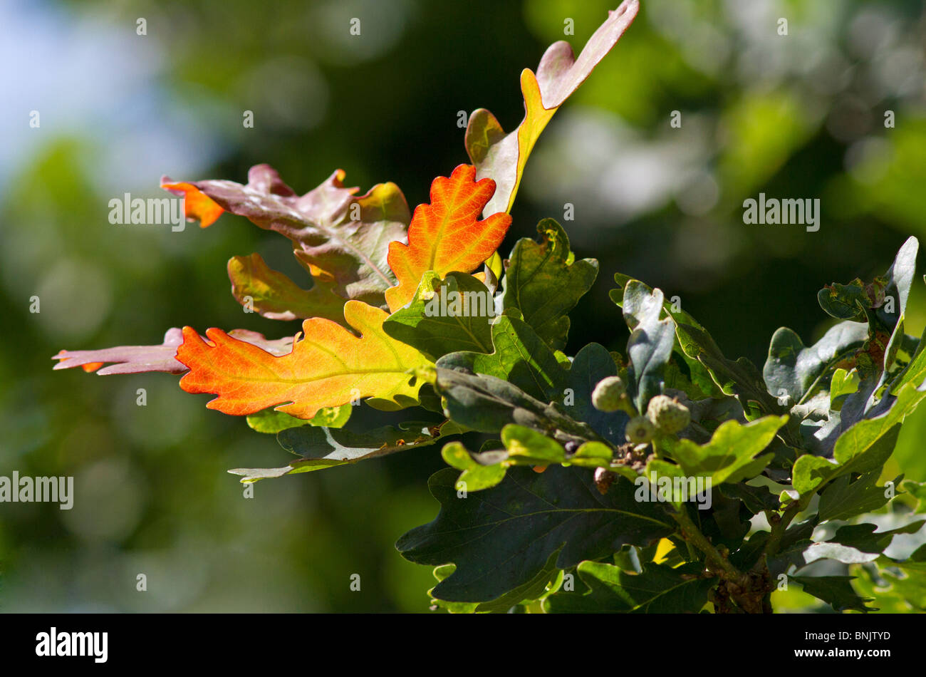 Sole che splende sulla lingua inglese quercia foglie (Quercus robur) in estate. Sussex, Regno Unito Foto Stock