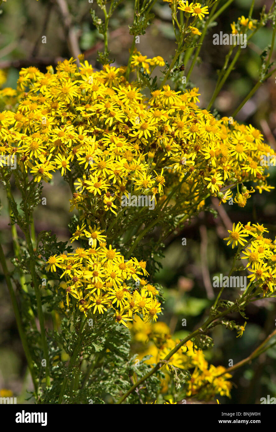 Comune di erba tossica (Senecio jacobaea) in fiore in estate Foto Stock