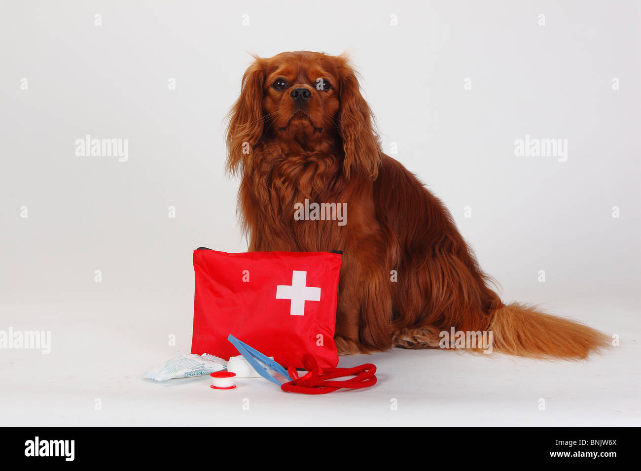 Cavalier King Charles Spaniel, rubino, con kit di primo soccorso per cani Foto Stock