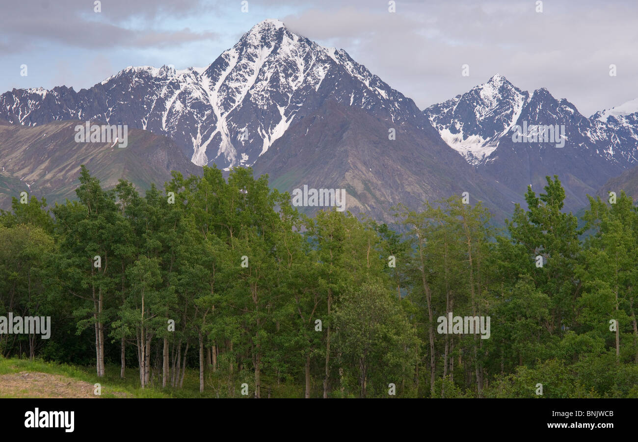 La Matanuska River Valley e foresta con il Chugach Mountains come sfondo Foto Stock