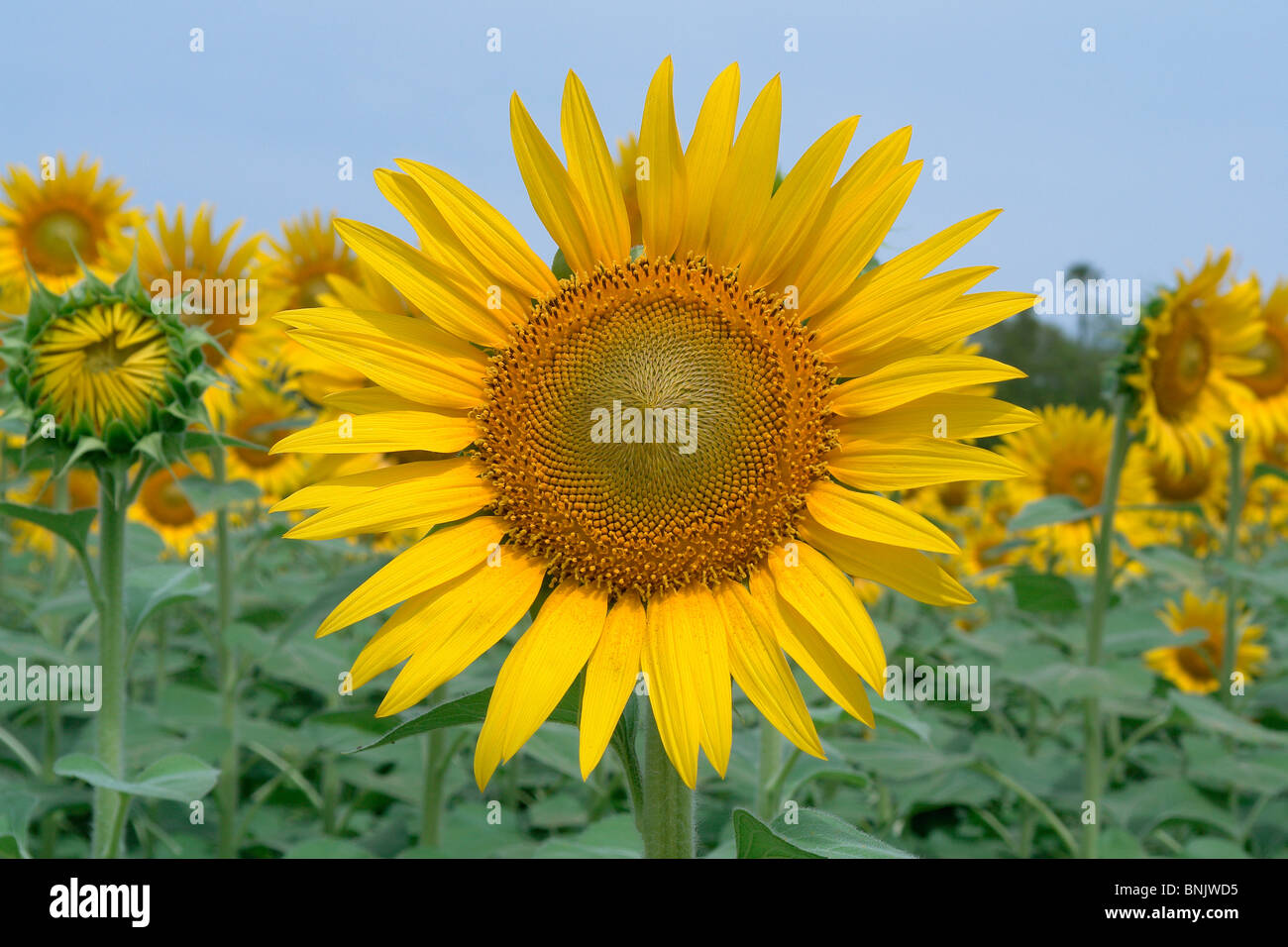 Sun Flower in agriturismo vicino a Madurai India del Sud. Foto Stock