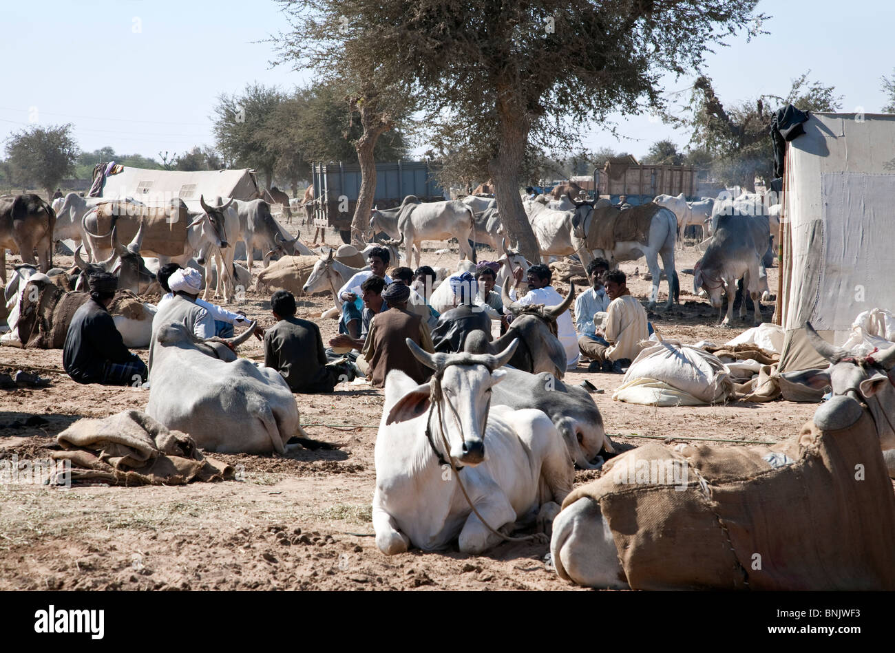 Nagaur fiera del bestiame. Il Rajasthan. India Foto Stock