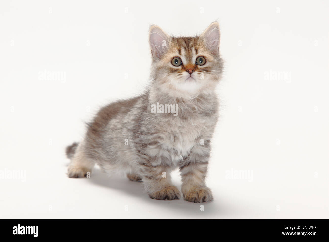 British Shorthair Cat, gattino, nero-oro-chiazzato, 10 settimane Foto Stock