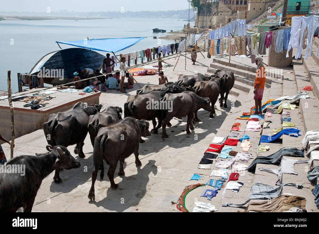 Un pacco di bufali d'acqua. Varanasi ghats. India Foto Stock