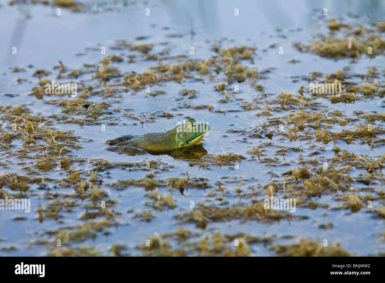 Bullfrog in una palude.Rana catesbeiana Foto Stock