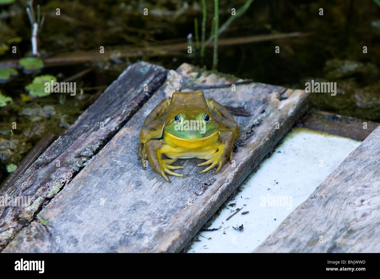 Bullfrog in una palude.Rana catesbeiana Foto Stock