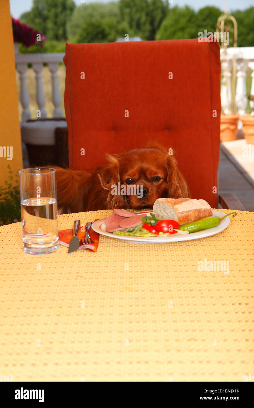 Cavalier King Charles Spaniel, rubino, guardando alla piastra con cibo / salsiccia, pane, sedia Foto Stock
