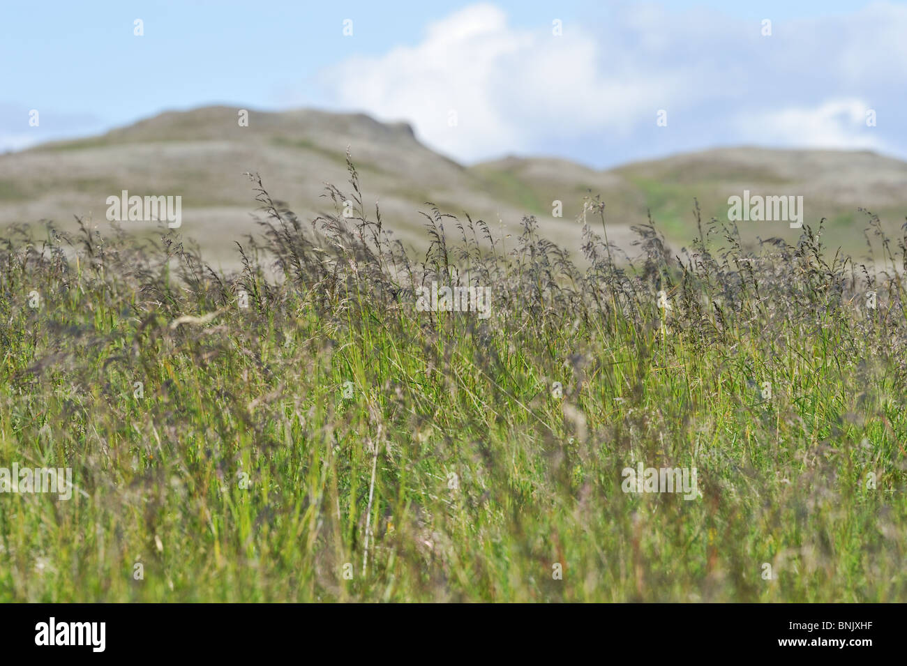 Erba alta con punte più scure in primo piano, morbide colline in background. Le colline sono sfocate. Profondità di campo. Foto Stock