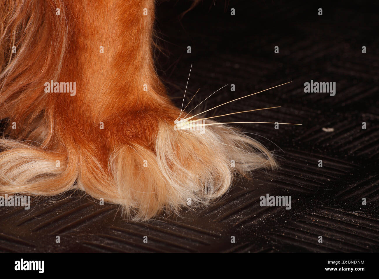 Awn di erba tra le dita dei piedi, dog paw, Cavalier King Charles Spaniel, ruby Foto Stock