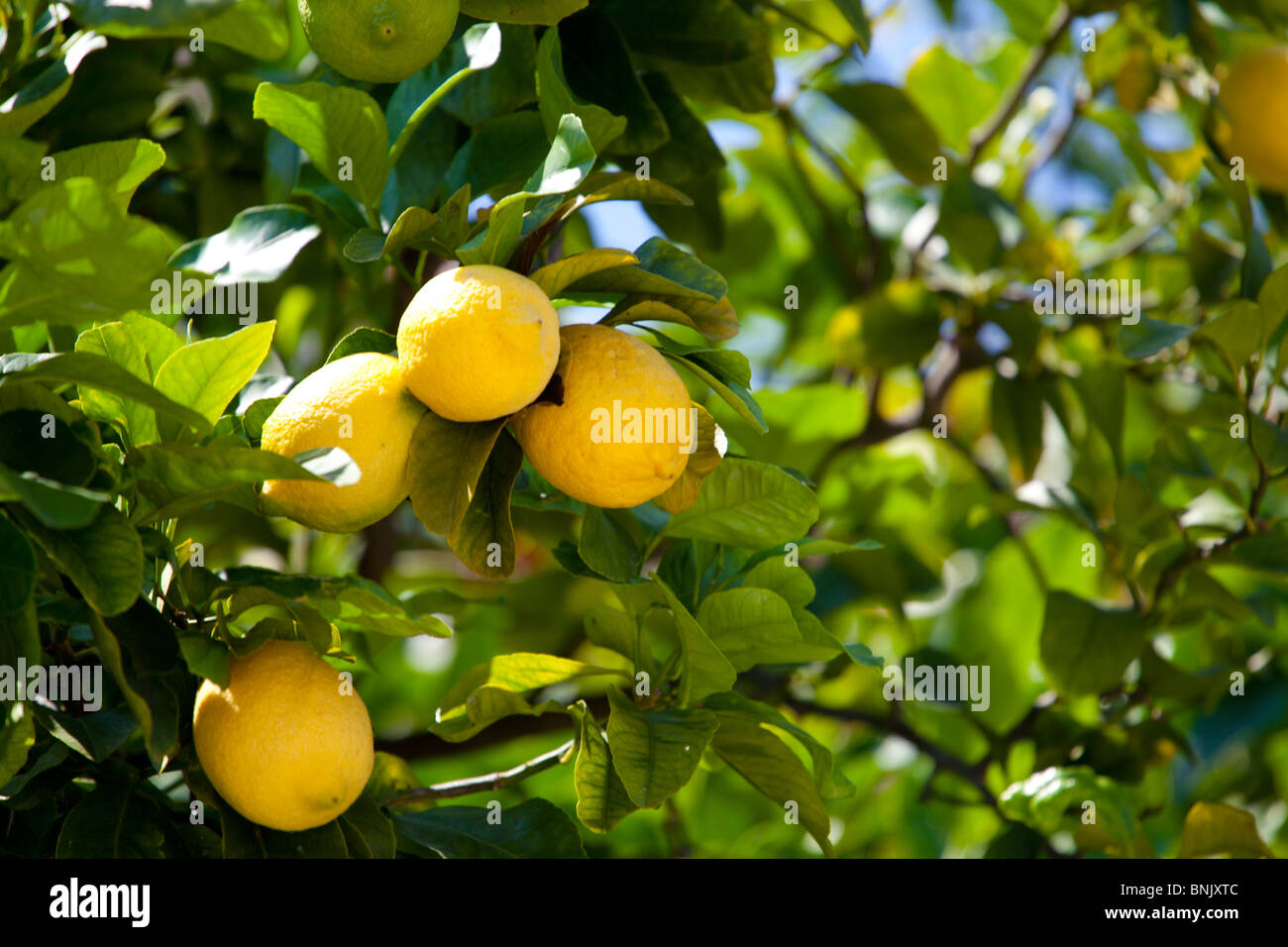 Molto maturo limoni crescono su un albero di limone. Il piccolo gruppo di limoni sono mostrati da vicino e a tra le foglie degli alberi a Cannes, Francia Foto Stock