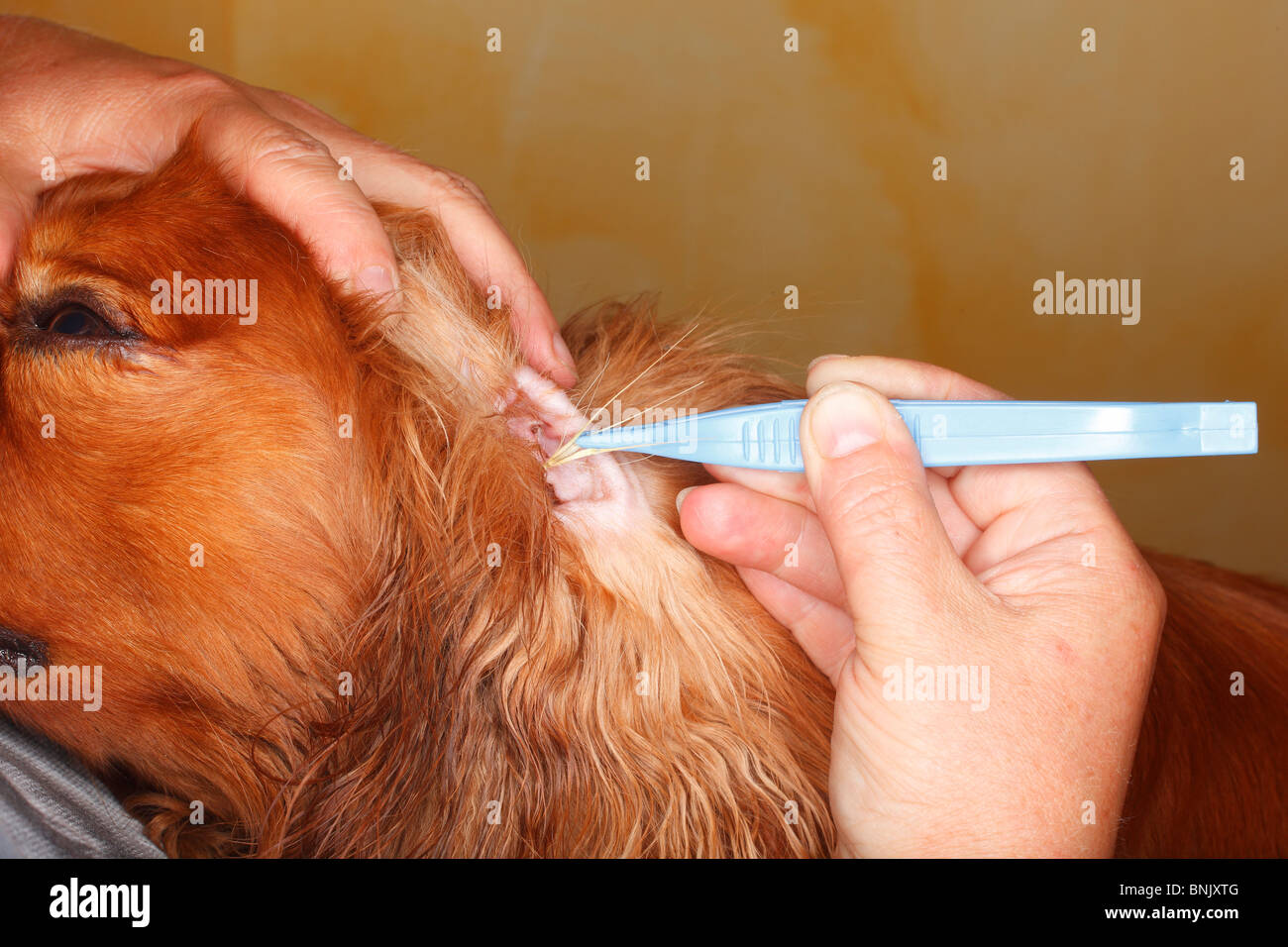 Rimozione di erba awn dall'interno del cane per orecchio, Cavalier King Charles Spaniel, Rubino / PINZA Foto Stock