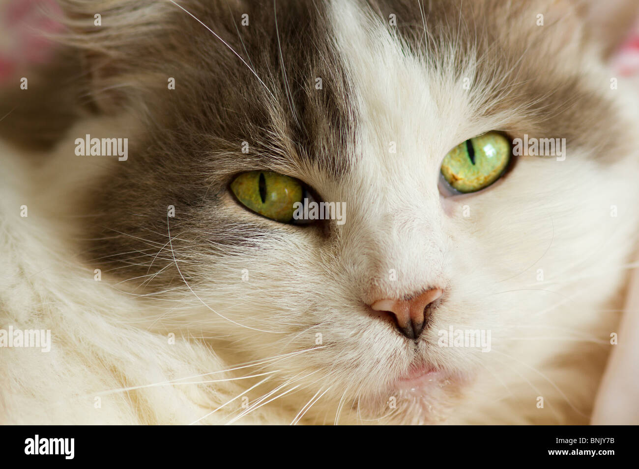 Primo piano della bella femmina fluffy grigio e bianco gatto domestico (felis catus) di guardare direttamente la fotocamera Foto Stock