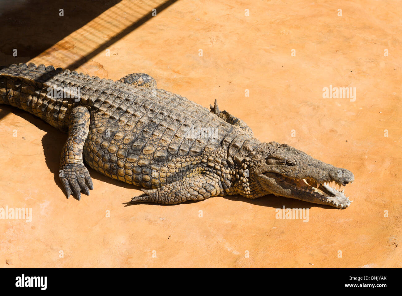 In coccodrillo il Crocod'Iles sezione del Parc esplorare Djerba Midoun,,, Gerba Tunisia Foto Stock