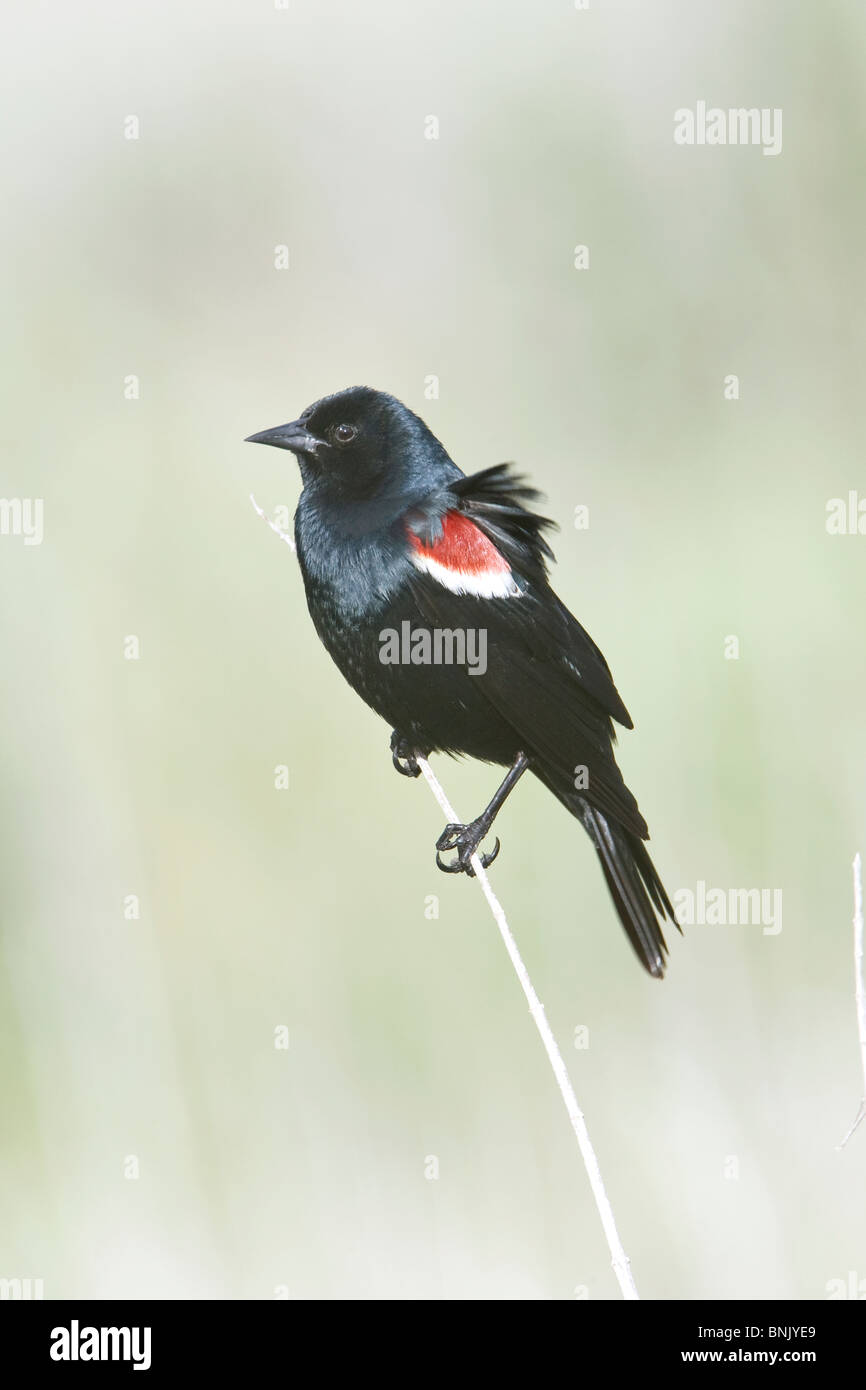 Tricolore Blackbird Foto Stock