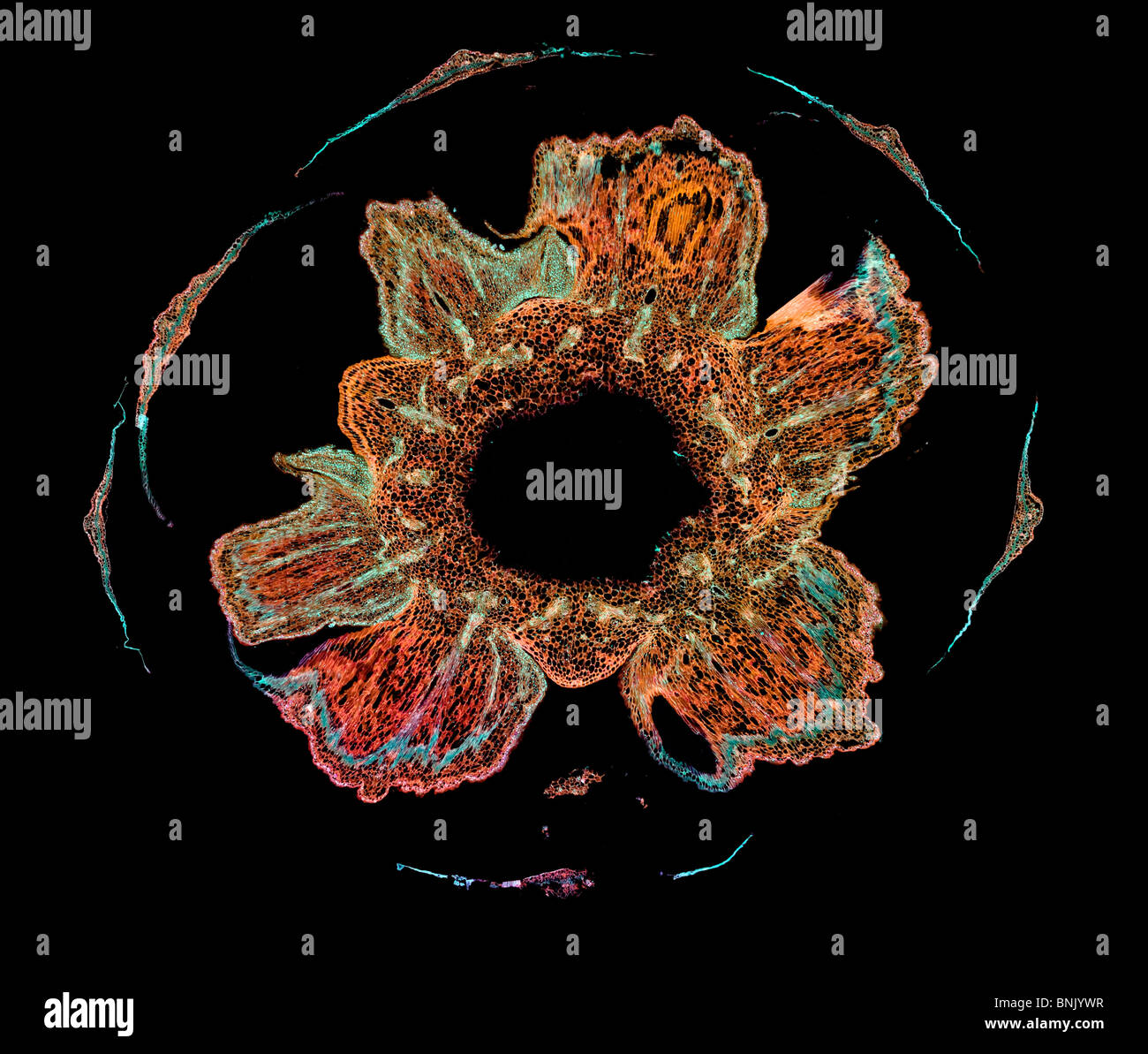 Campo oscuro fotomicrografia crisantemo segentumCorn Calendula XS base del germoglio di fiore Foto Stock