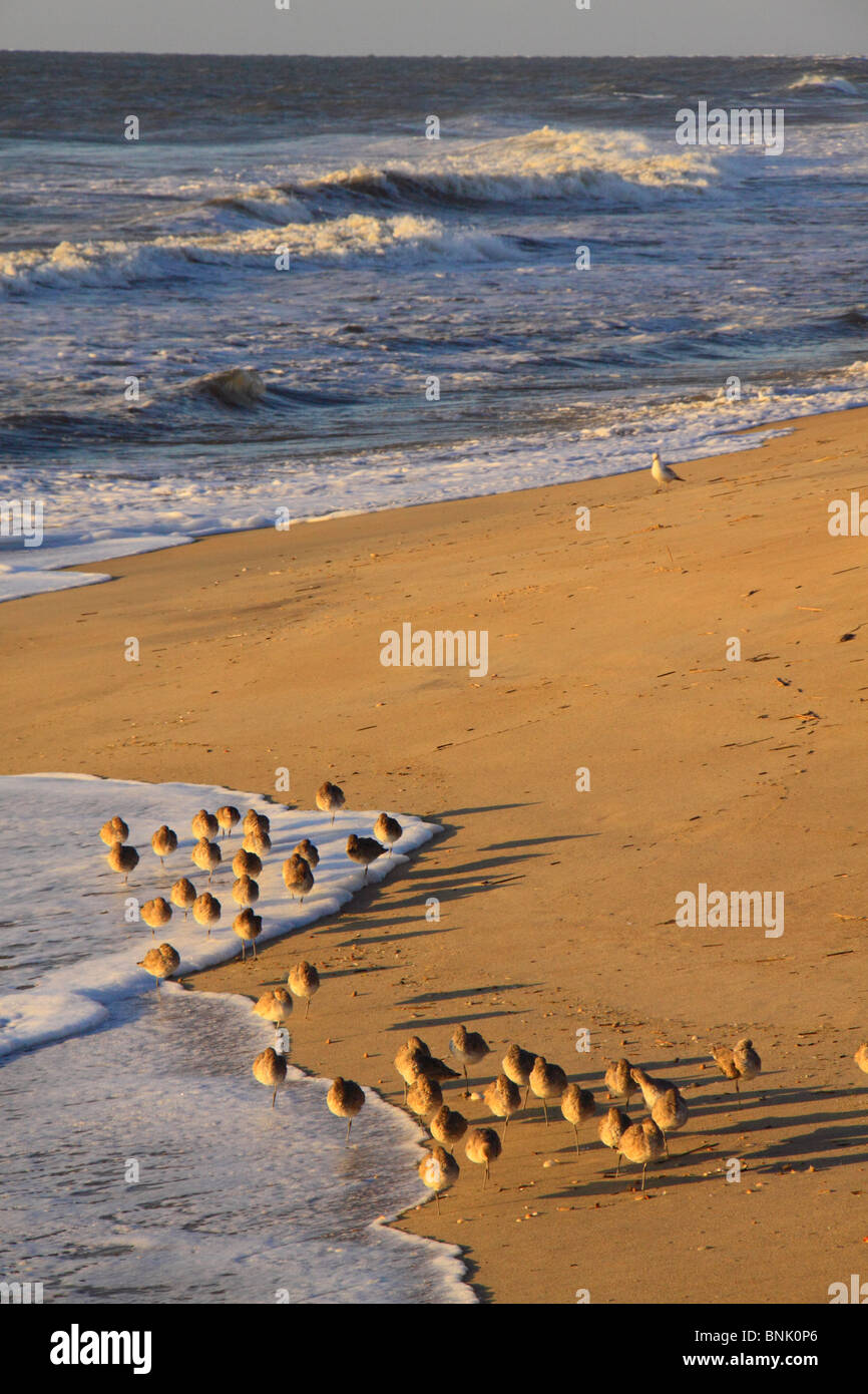 Uccelli costieri sulla spiaggia al tramonto a Cape Hatteras National Seashore, Outer Banks, Buxton, North Carolina, STATI UNITI D'AMERICA Foto Stock