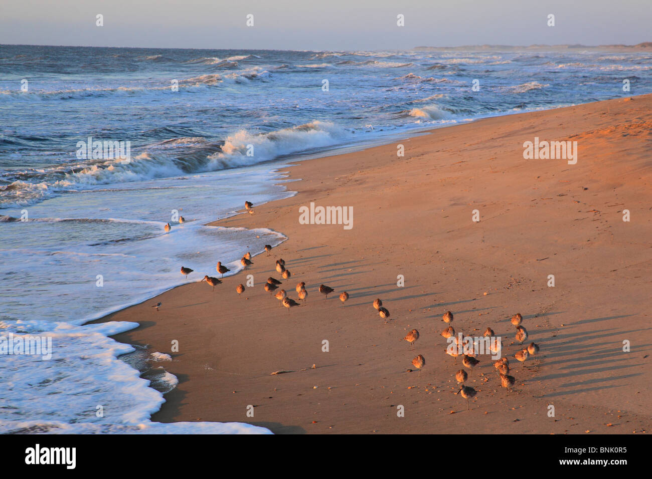 Uccelli costieri sulla spiaggia al tramonto, Cape Hatteras National Seashore, Outer Banks, Buxton, North Carolina, STATI UNITI D'AMERICA Foto Stock