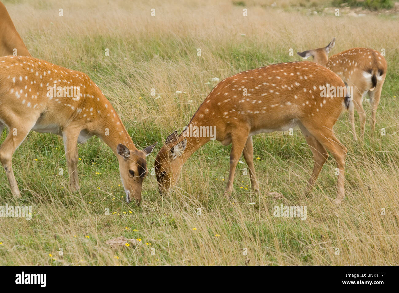 Indocina Cervo di Yarkand. Cervus nippon pseudaxis. Animali in pericolo di estinzione a Selvaggio, Cumberland, Ohio, Stati Uniti d'America. Tag orecchio 130 è visibile. Foto Stock