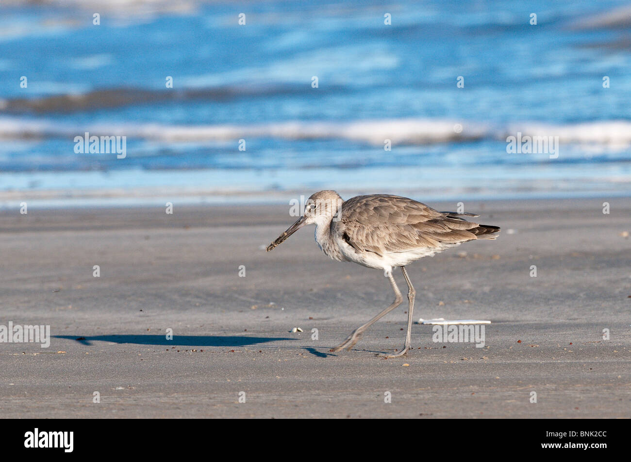 Texas, Padre Island. Sandpiper a Padre Island National Seashore. Foto Stock