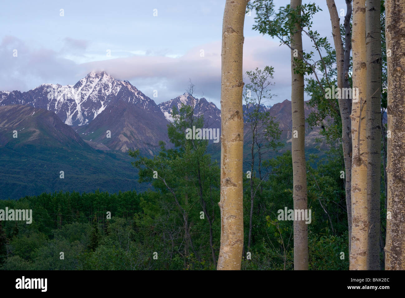La Matanuska River Valley e foresta con il Chugach Mountains come sfondo Foto Stock