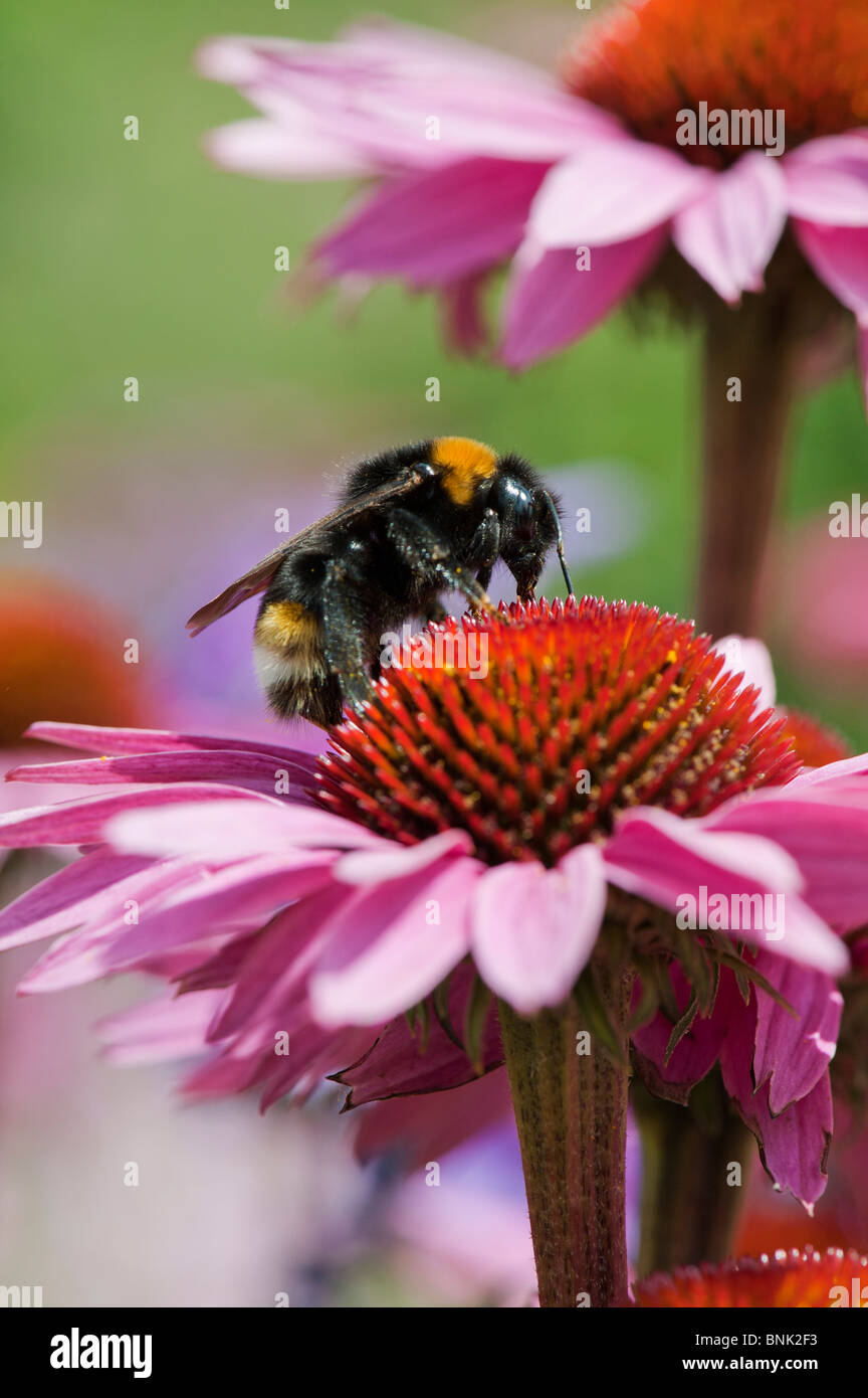 Bumble Bee, bombus lucorum, di alimentazione su un prodotto a base di echinacea purpurea fiore in un giardino inglese Foto Stock