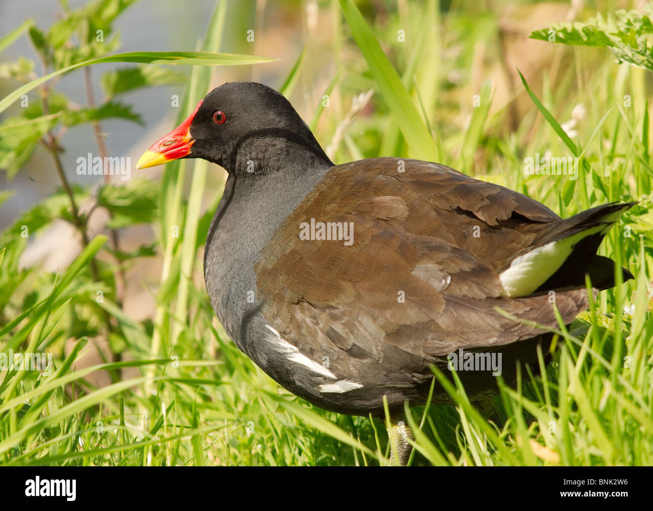 Moorhen ats Marton mera riserva naturale Blackpool Foto Stock