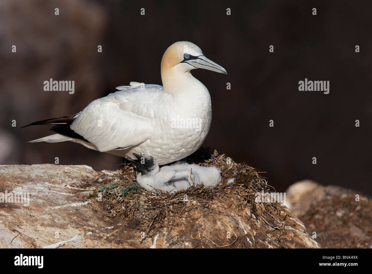 Adulto Gannett sul nido con pulcino Foto Stock