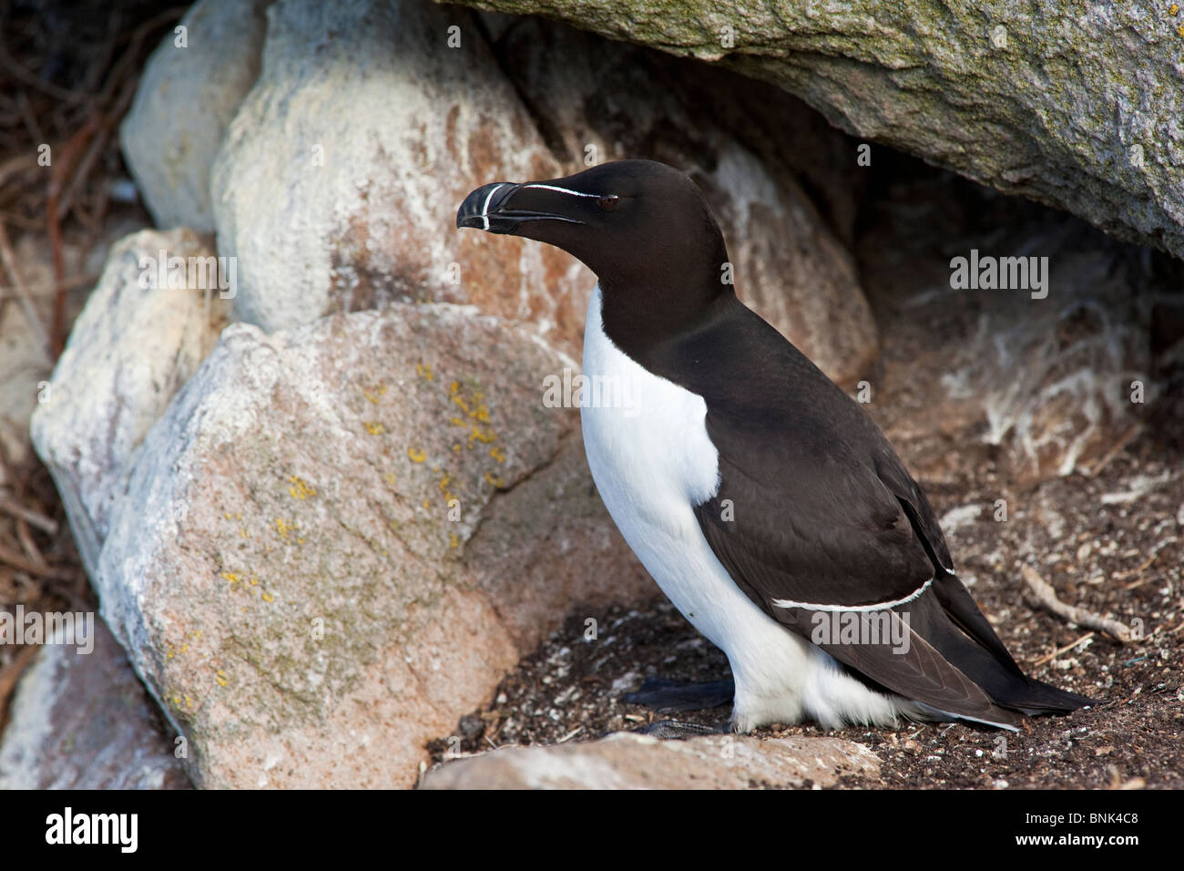 Razorbill, adulto presso il nido Foto Stock
