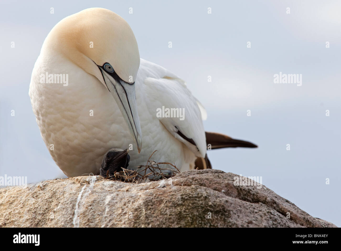 Adulto Gannett e ceci su nest Foto Stock