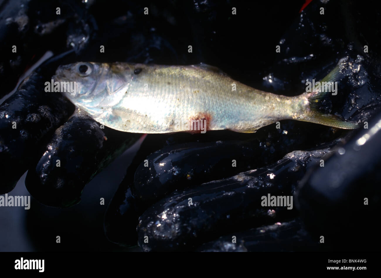 SHELLTOWN, MD, Stati Uniti d'America - 1997/09/25: un biologo marino trattiene un pesce di alosa con piaghe aperte dal mangiare carne Pfiesteria focolaio della malattia nel fiume Pocomoke lungo la baia di Chesapeake Settembre 25, 1997 in Shelltown, Maryland. Il focolaio ha causato una perdita di $43 milioni di dollari in entrate di pesca e si ritiene che sia causato dal ballottaggio del pollo il letame proveniente dalle aziende agricole della zona. (Foto di Richard Ellis) Foto Stock