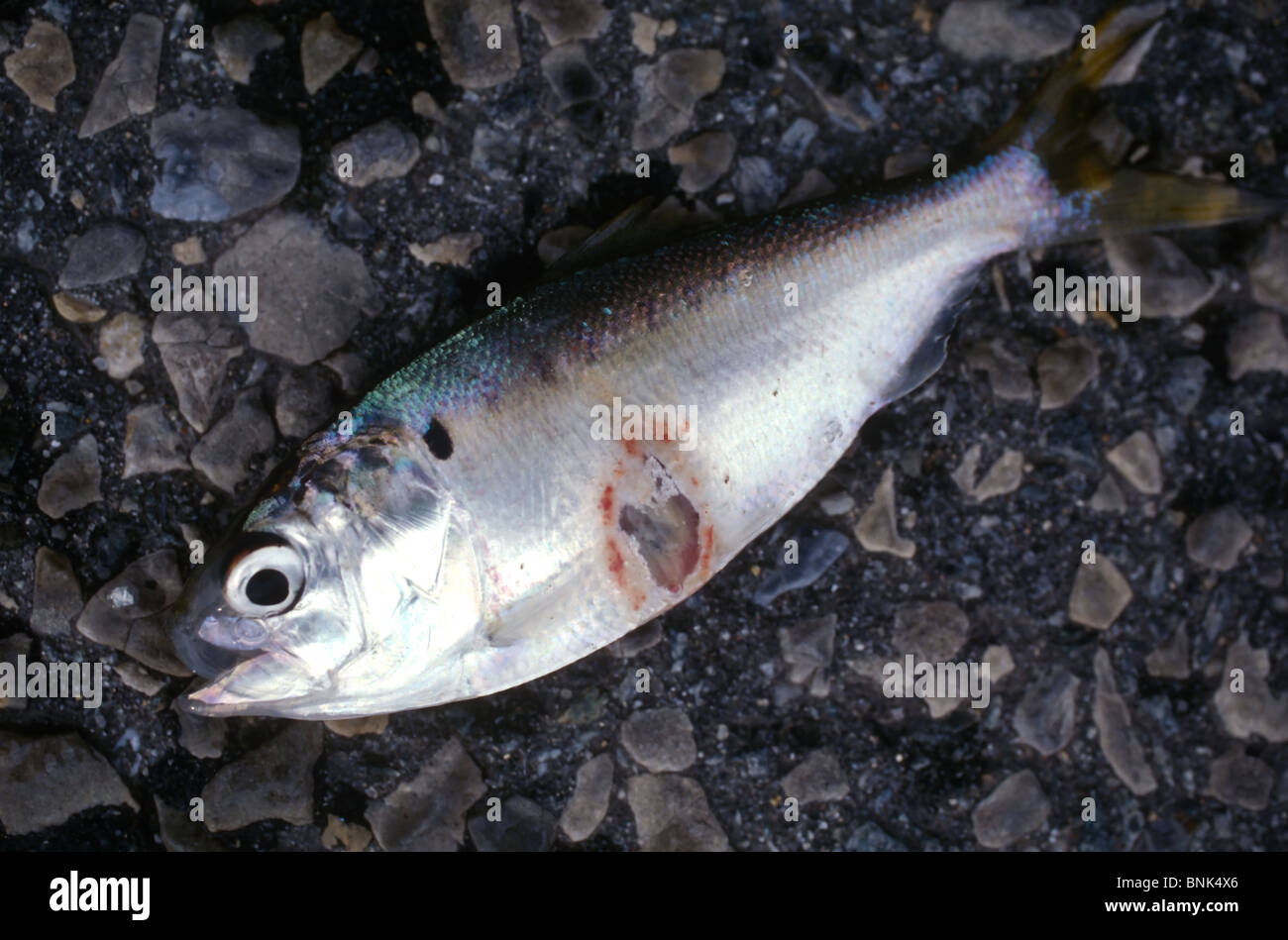 SHELLTOWN, MD, Stati Uniti d'America - 1997/09/25: un biologo marino trattiene un pesce di alosa con piaghe aperte dal mangiare carne Pfiesteria focolaio della malattia nel fiume Pocomoke lungo la baia di Chesapeake Settembre 25, 1997 in Shelltown, Maryland. Il focolaio ha causato una perdita di $43 milioni di dollari in entrate di pesca e si ritiene che sia causato dal ballottaggio del pollo il letame proveniente dalle aziende agricole della zona. (Foto di Richard Ellis) Foto Stock