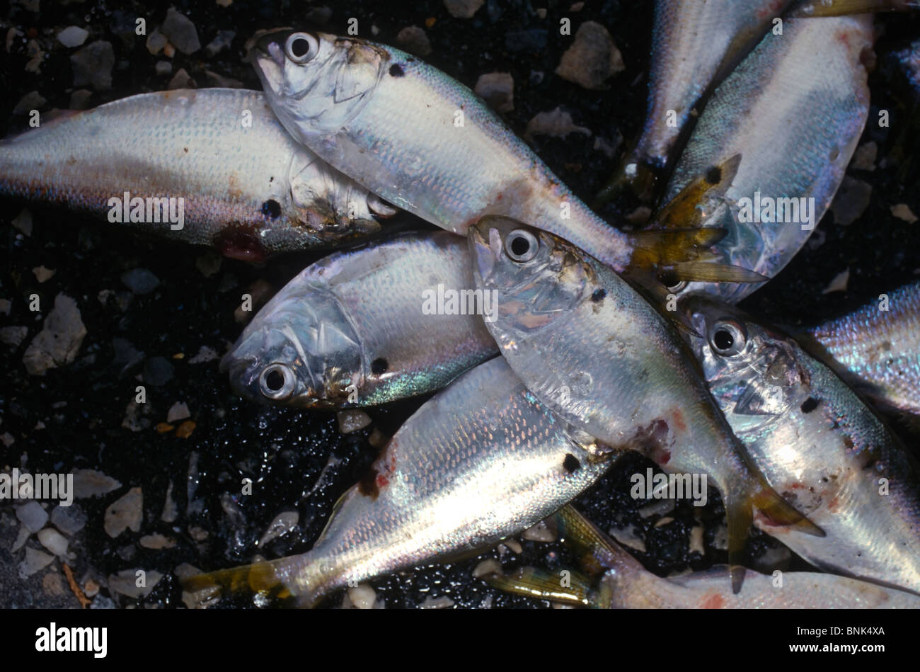 SHELLTOWN, MD, Stati Uniti d'America - 1997/09/25: Alosa Pesce con piaghe aperte dal mangiare carne Pfiesteria focolaio della malattia nel fiume Pocomoke lungo la baia di Chesapeake Settembre 25, 1997 in Shelltown, Maryland. Il focolaio ha causato una perdita di $43 milioni di dollari in entrate di pesca e si ritiene che sia causato dal ballottaggio del pollo il letame proveniente dalle aziende agricole della zona. (Foto di Richard Ellis) Foto Stock