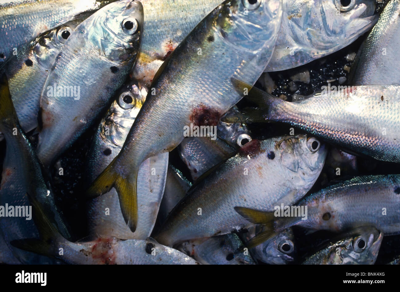 SHELLTOWN, MD, Stati Uniti d'America - 1997/09/25: Alosa Pesce con piaghe aperte dal mangiare carne Pfiesteria focolaio della malattia nel fiume Pocomoke lungo la baia di Chesapeake Settembre 25, 1997 in Shelltown, Maryland. Il focolaio ha causato una perdita di $43 milioni di dollari in entrate di pesca e si ritiene che sia causato dal ballottaggio del pollo il letame proveniente dalle aziende agricole della zona. (Foto di Richard Ellis) Foto Stock
