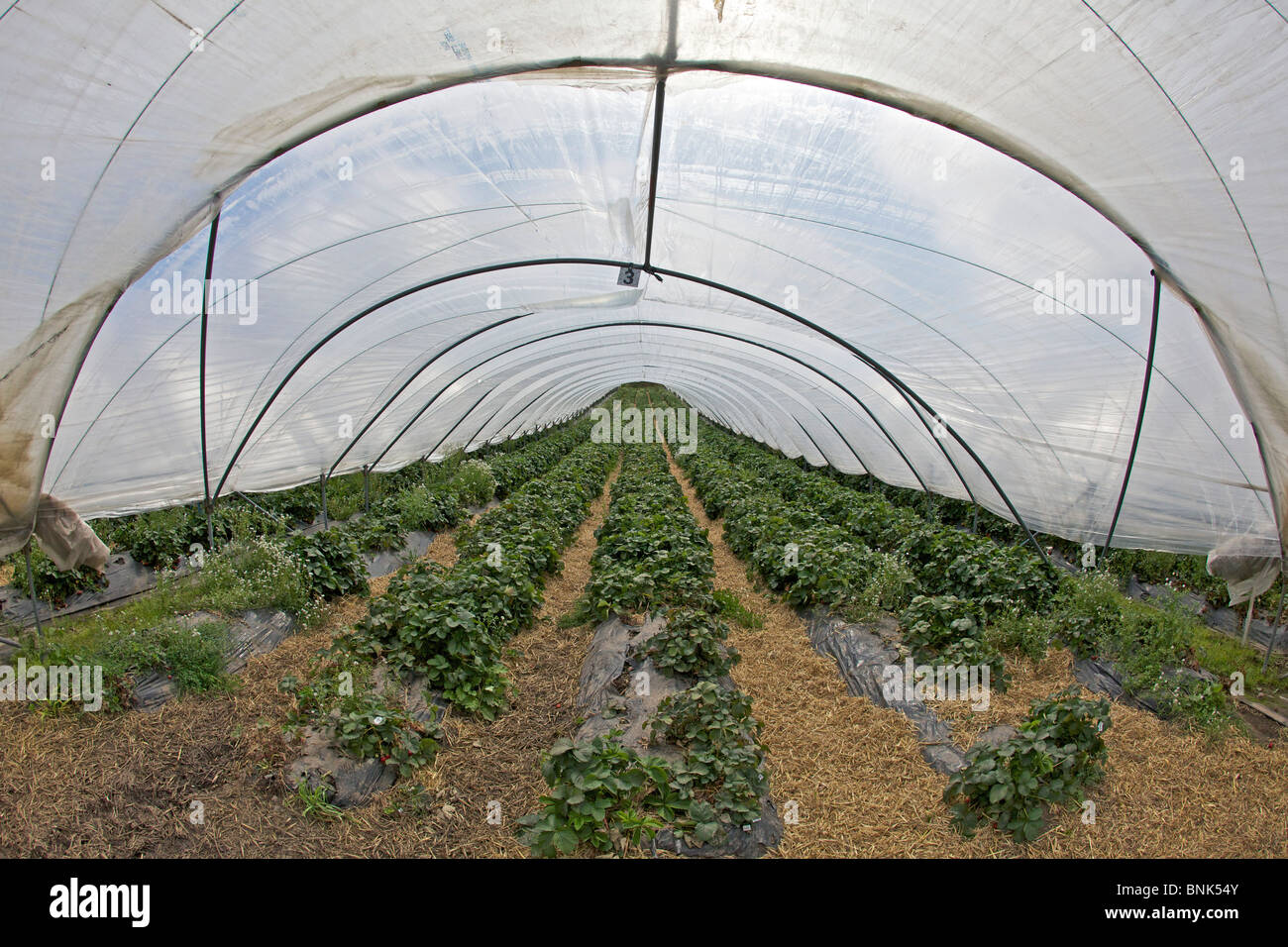 Le fragole in polytunnels in Perthshire Foto Stock