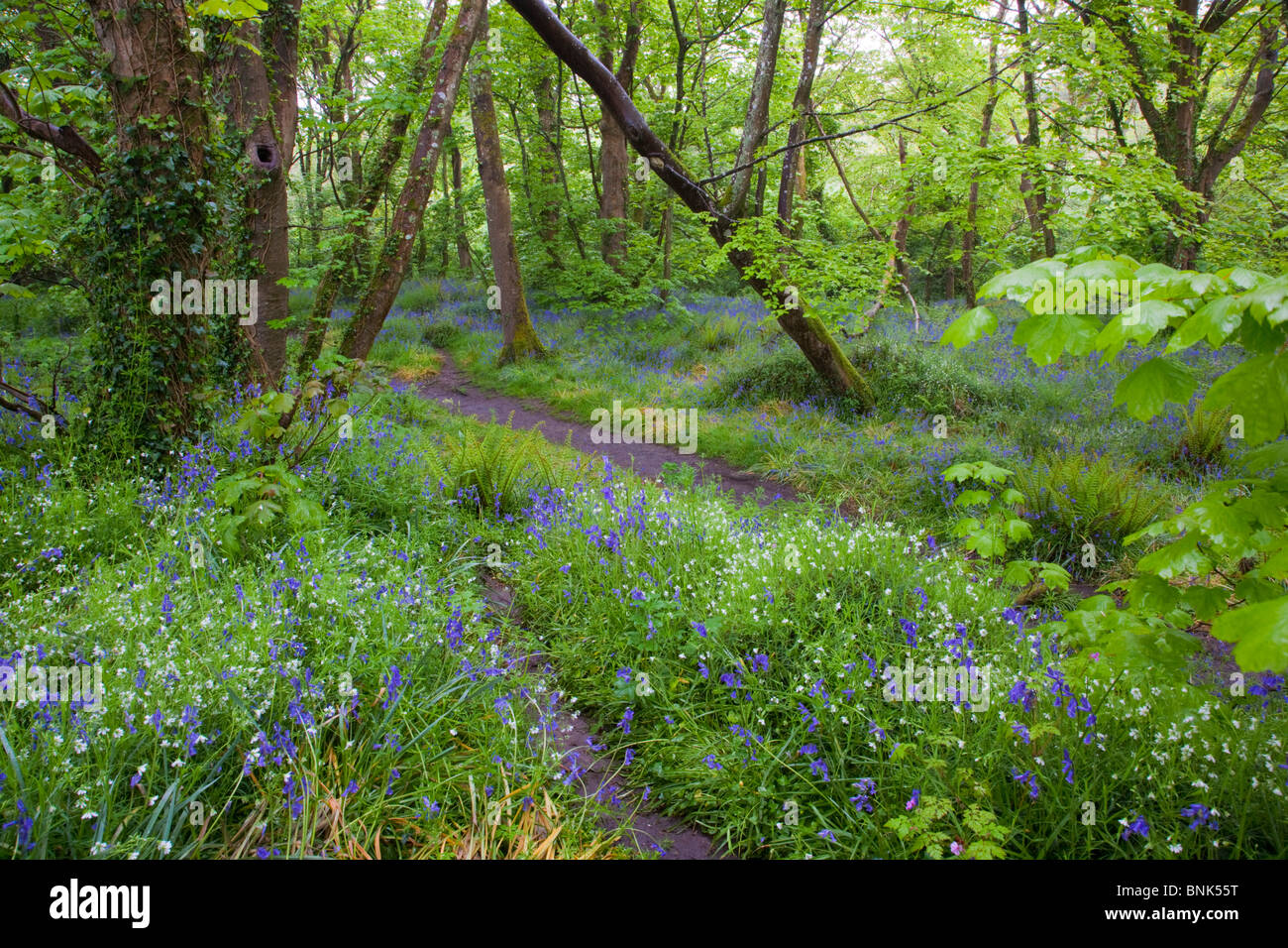 St Loy Bluebells; la molla; Cornovaglia Foto Stock