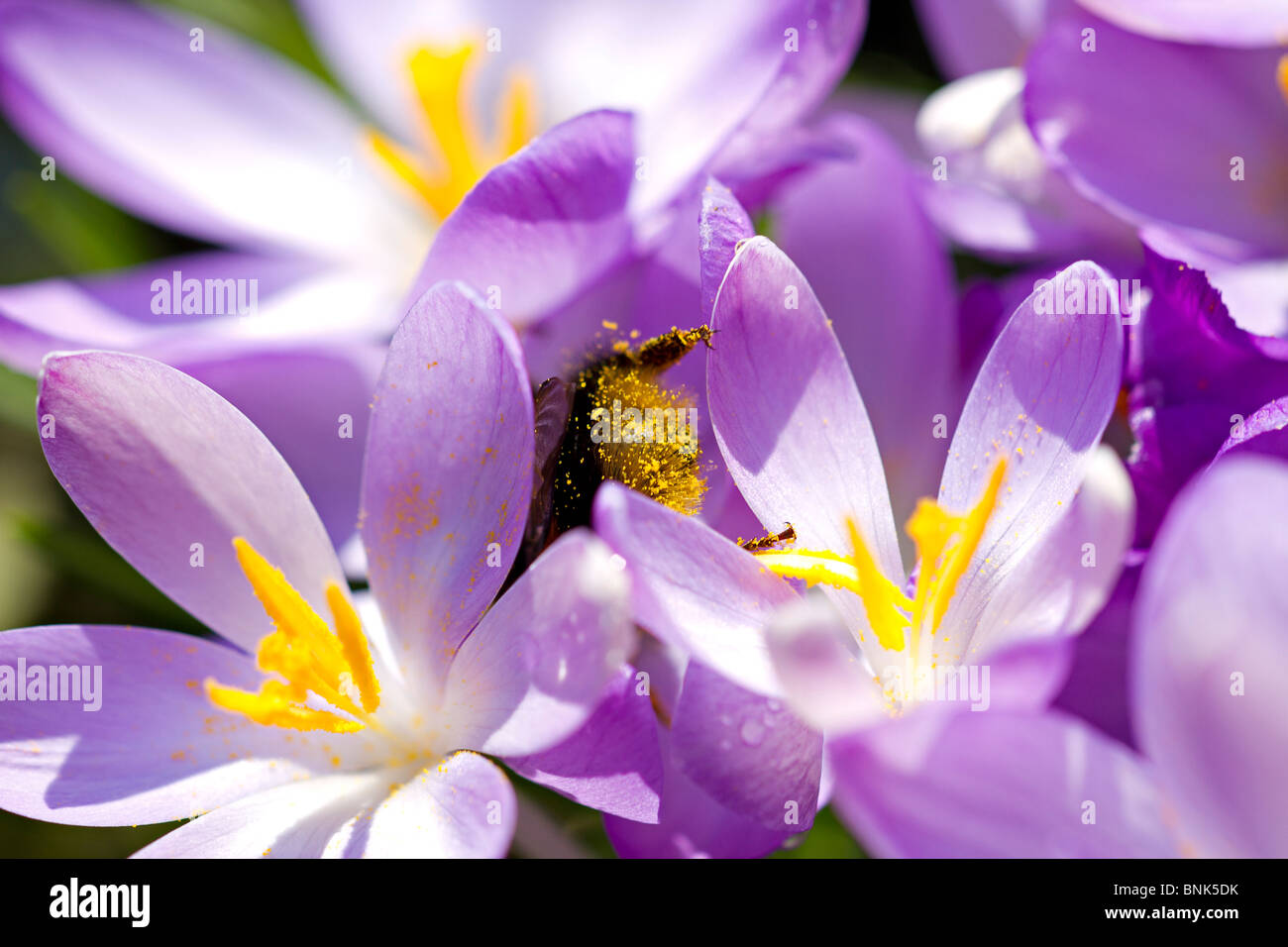 Bumble Bee (Bombus) getting completamente coperto di polline mentre visita crocus lilla fiori in primavera nel Sussex, Regno Unito Foto Stock