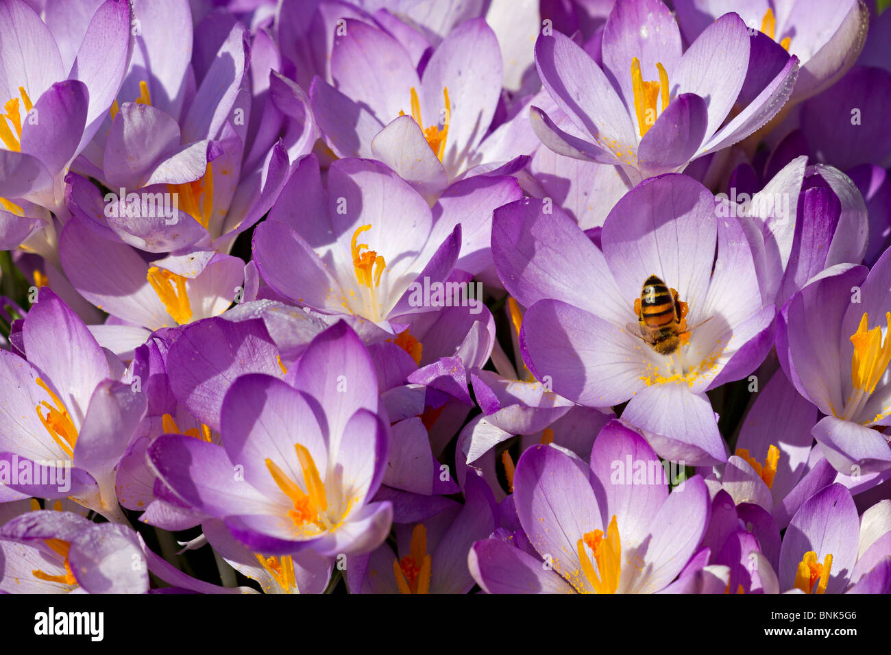 Una singola ape (Apis mellifera) la raccolta del polline di Lilla di crochi in primavera nel Sussex, Regno Unito Foto Stock