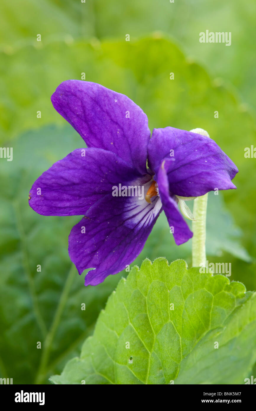 Viola Mammola; Viola odorata Foto Stock