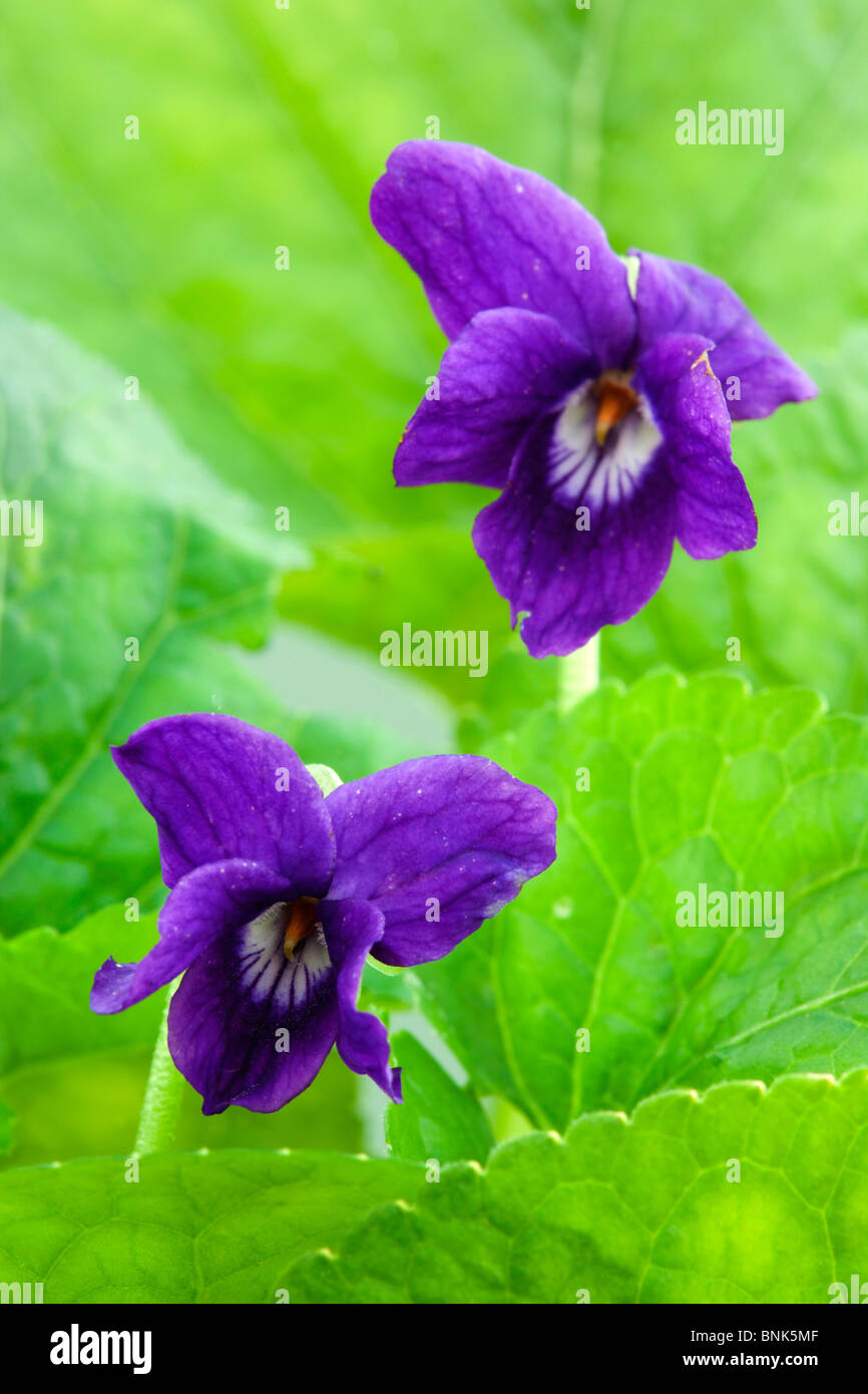 Viola Mammola; Viola odorata Foto Stock