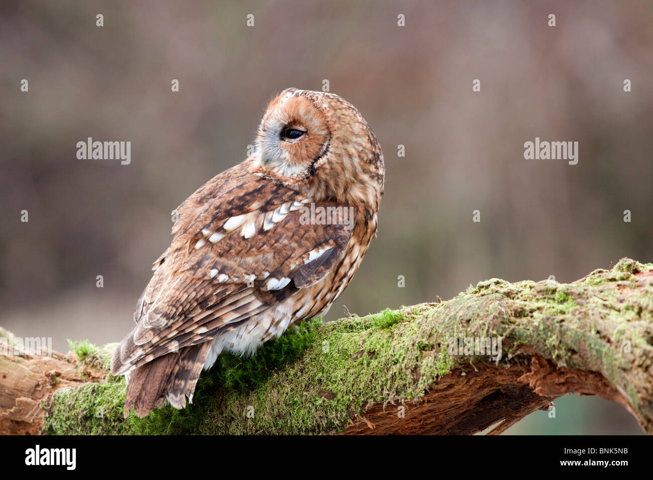 Allocco; Strix aluco; su un ramo; Cornovaglia Foto Stock