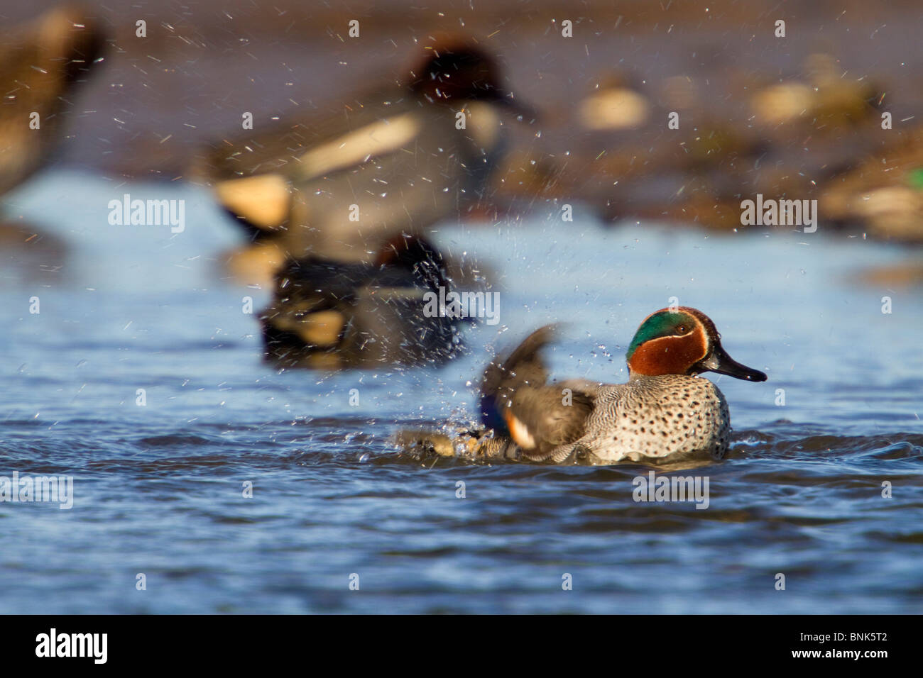 Teal; Anas crecca; maschio Foto Stock