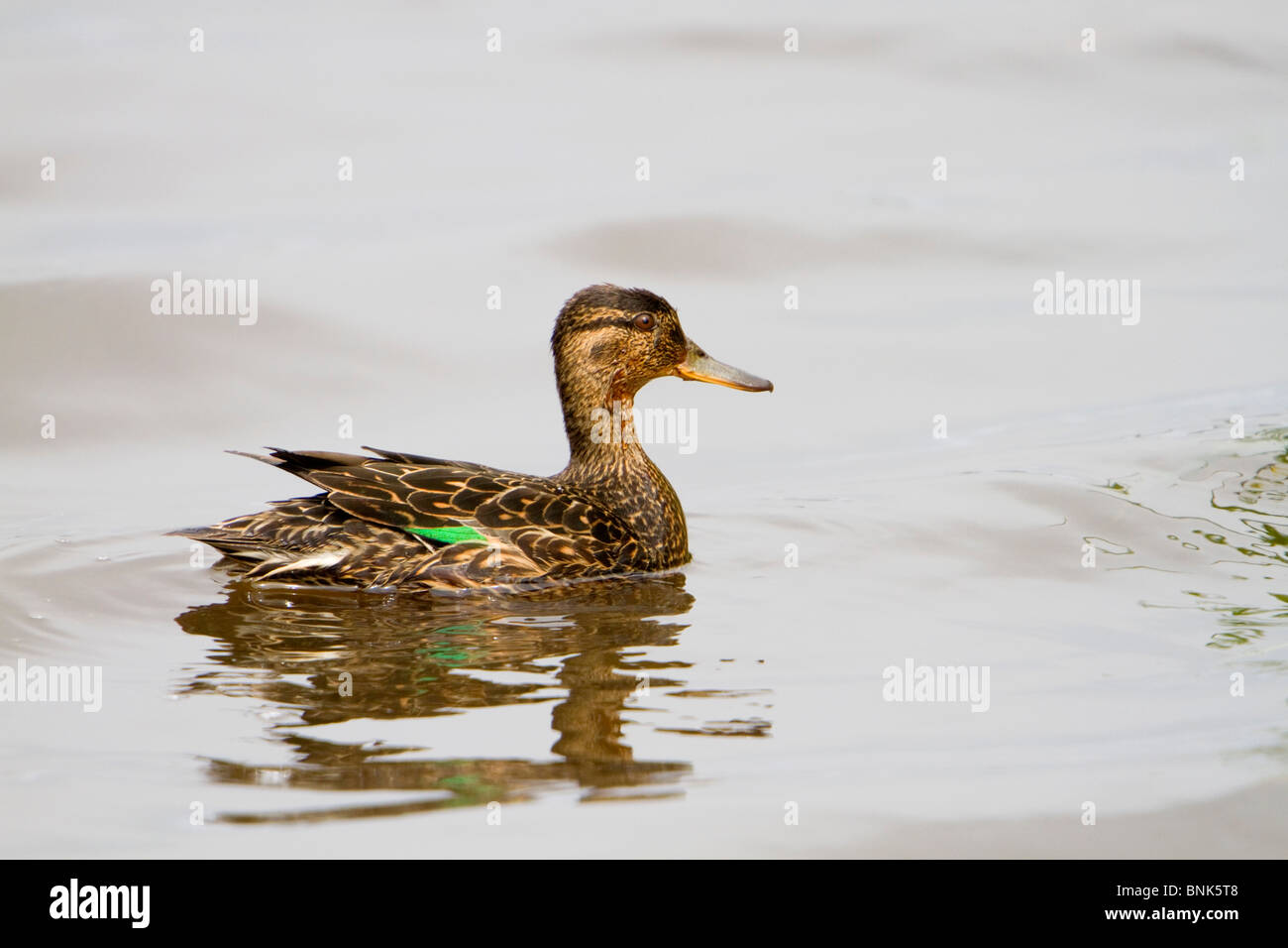 Teal; Anas crecca; femmina Foto Stock